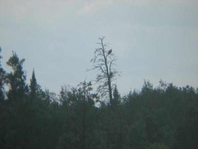This was a pic through binoculars of the previous pic, see the tree in from the right hand side